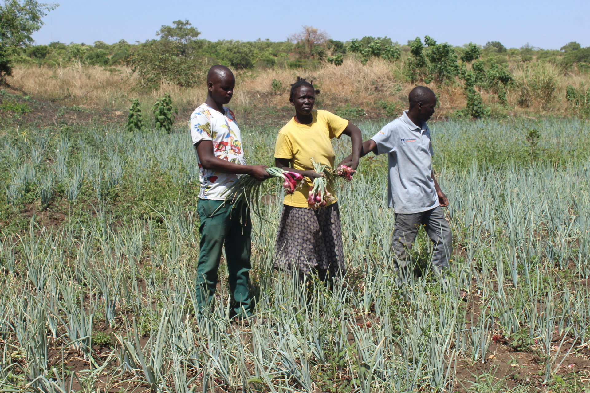 Membres du groupe Diyok récoltant leurs oignons. Crédit : FAO/ECO Ouganda