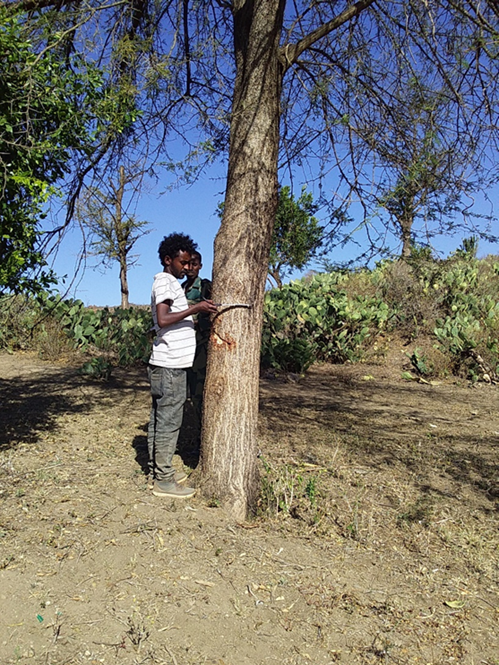 Des étudiants de l'université de Haramaya mesurent le diamètre à hauteur de poitrine (dbh) d'un arbre dans le district de Doba. (Crédit : Chali Keneni, Coordinateur du Projet, district de Doba)